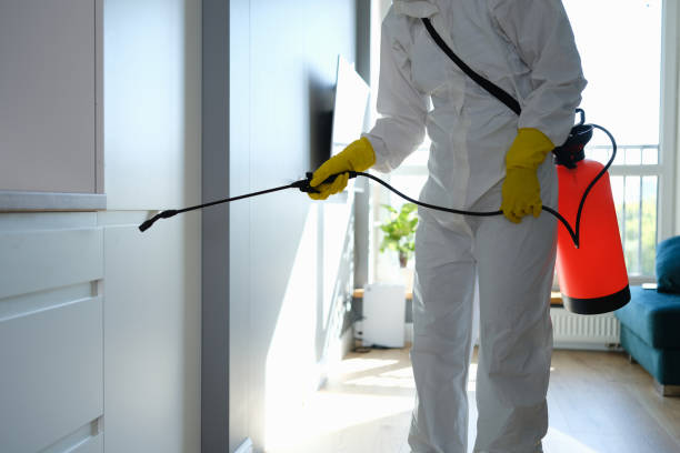 Best Black Mold Removal  in West Alexandria, OH